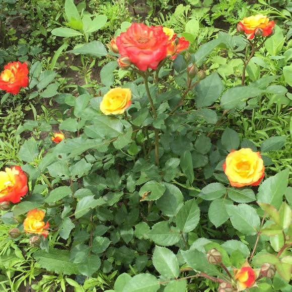 Meet your Posher, Assel - Picture 1 of 1